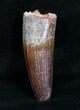 Quality Spinosaurus Tooth - Inches #4047-2